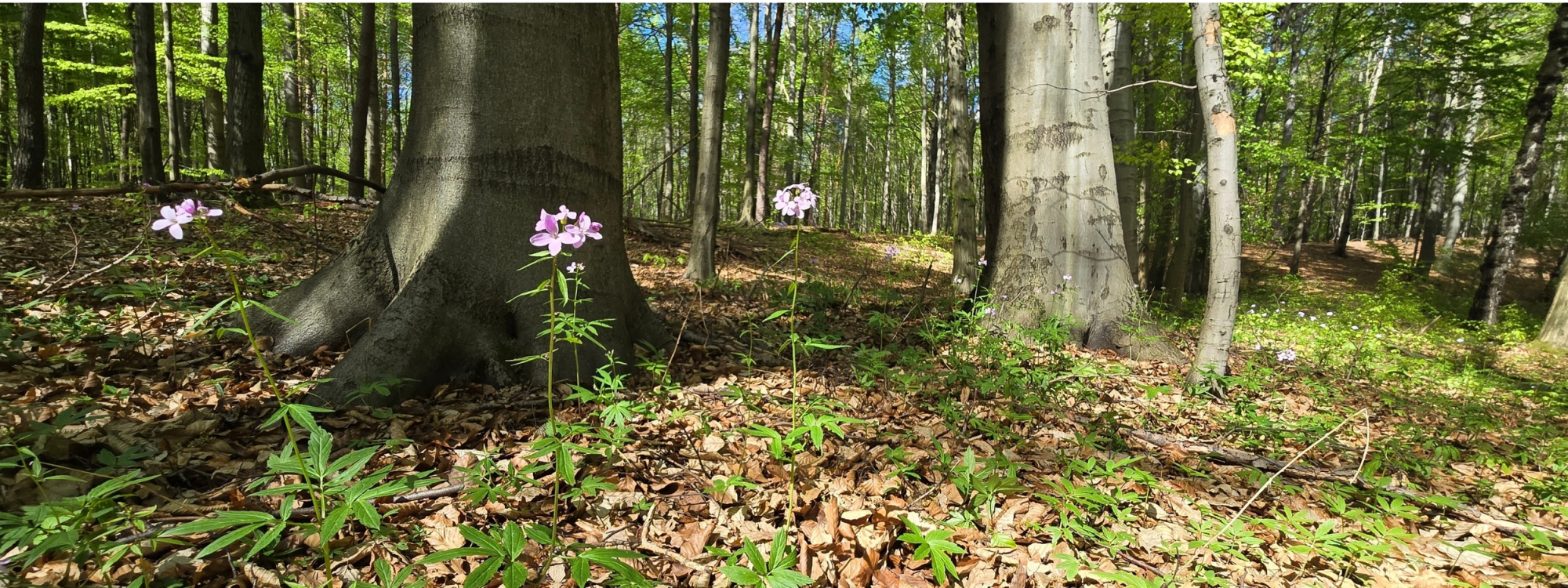Park Krajobrazowy Cysterskie Kompozycje Krajobrazowe Rud Wielkich